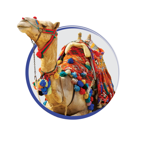 Camel animate